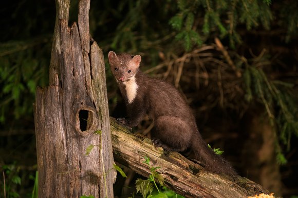 Faina - Stone marten (Martes foina)