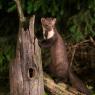 Faina - Stone marten (Martes foina)