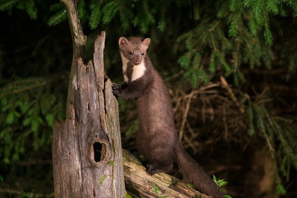 Faina - Stone marten (Martes foina)