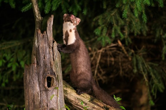 Faina - Stone marten (Martes foina)