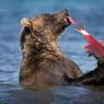 Orso bruno della Kamchatka brown bear - Kamchatka brown bear (Ursus arctos beringianus)