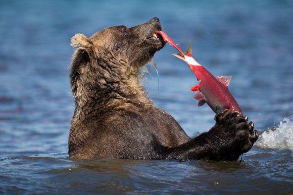 Orso bruno della Kamchatka brown bear - Kamchatka brown bear (Ursus arctos beringianus)