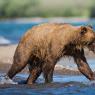 Orso bruno della Kamchatka brown bear - Kamchatka brown bear (Ursus arctos beringianus)