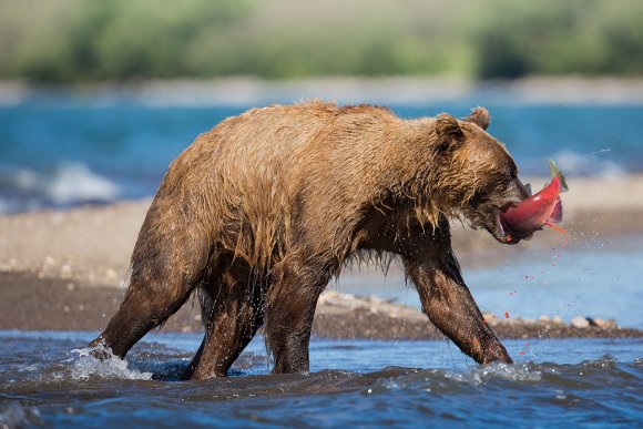 Orso bruno della Kamchatka brown bear - Kamchatka brown bear (Ursus arctos beringianus)