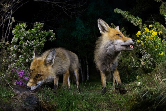 Volpe rossa - Red fox (Vulpes vulpes)