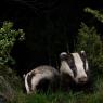 Tasso - Badger (Meles meles)