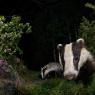 Tasso - Badger (Meles meles)