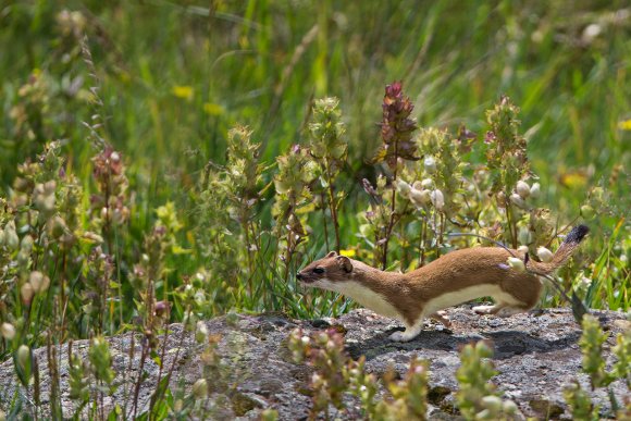 Ermellino - Stoat (Mustela erminea)