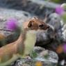 Ermellino - Stoat (Mustela erminea)