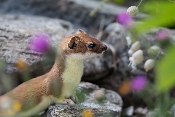 Ermellino - Stoat (Mustela erminea)