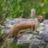 Ermellino - Stoat (Mustela erminea)