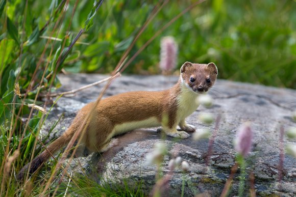 Ermellino - Stoat (Mustela erminea)