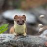 Ermellino - Stoat (Mustela erminea)