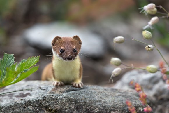 Ermellino - Stoat (Mustela erminea)