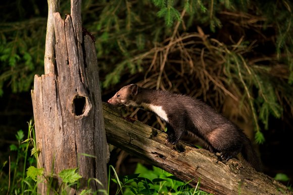 Faina - Stone marten (Martes foina)