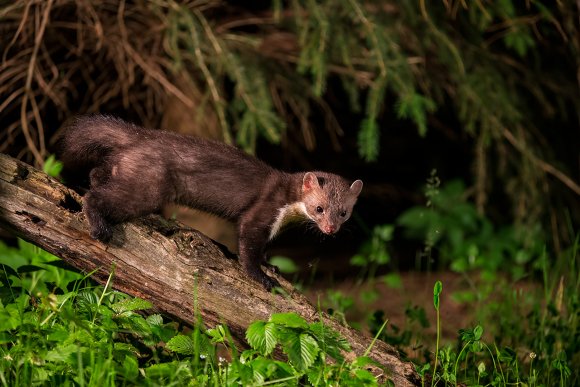 Faina - Stone marten (Martes foina)