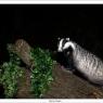 Tasso - European badger (Meles meles)