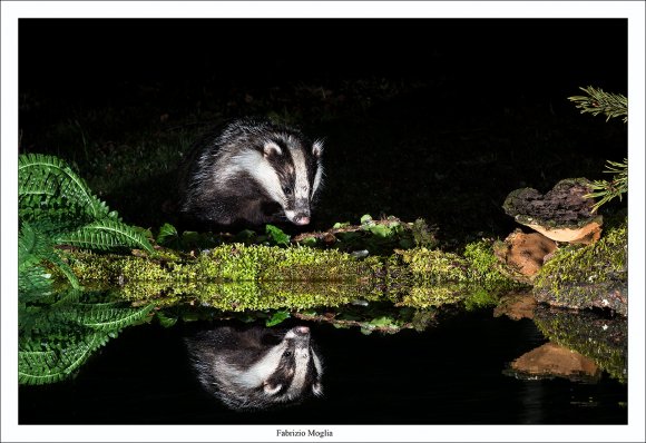 Tasso - European badger (Meles meles)