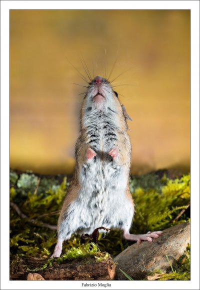 Arvicola campestre -  Common vole (Microtus arvalis)