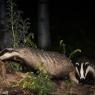 Tasso - European badger (Meles meles)