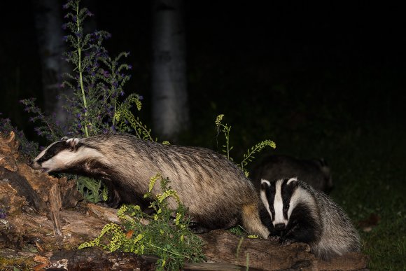 Tasso - European badger (Meles meles)