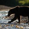 Orso bruno della Kamchatka brown bear - Kamchatka brown bear (Ursus arctos beringianus)