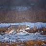 Coyote (Canis latrans)