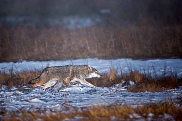 Coyote (Canis latrans)