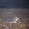 Coyote (Canis latrans)