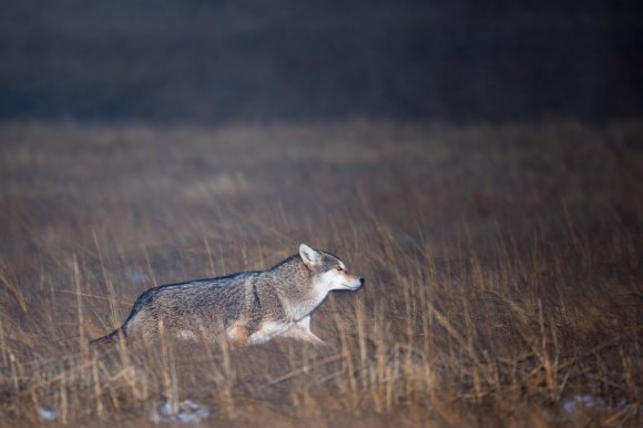 Coyote (Canis latrans)