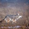 Coyote (Canis latrans)