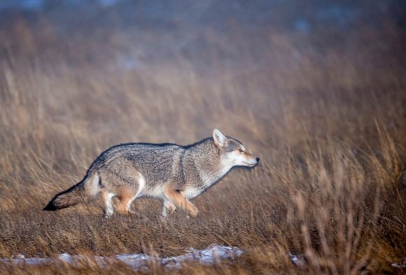 Coyote (Canis latrans)