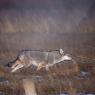 Coyote (Canis latrans)