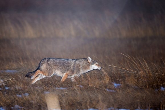 Coyote (Canis latrans)