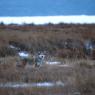 Coyote (Canis latrans)