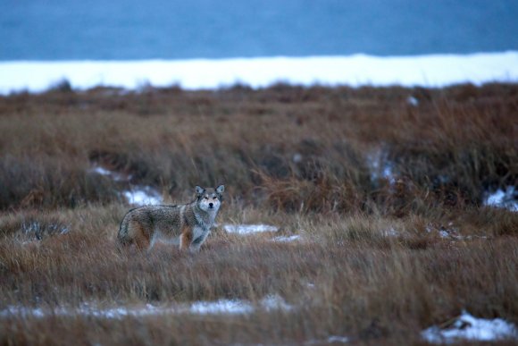 Coyote (Canis latrans)