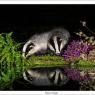 Tasso - European badger (Meles meles)