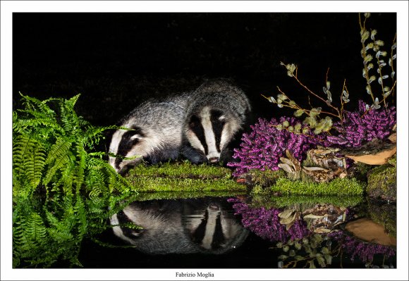 Tasso - European badger (Meles meles)