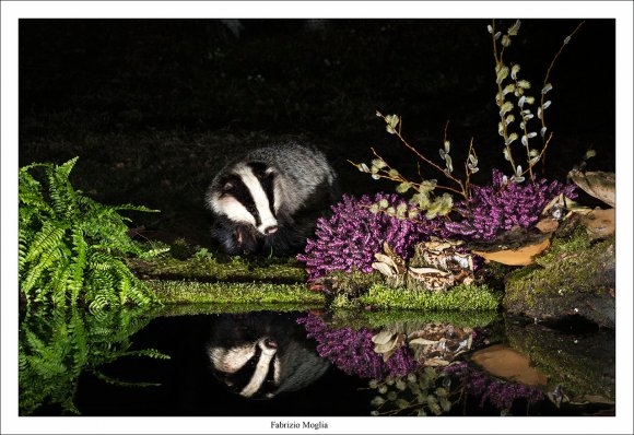 Tasso - European badger (Meles meles)