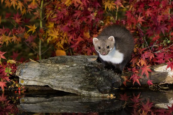 Faina - Stone marten (Martes foina)