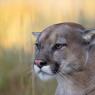 Puma - Mountain lion (Puma concolor)