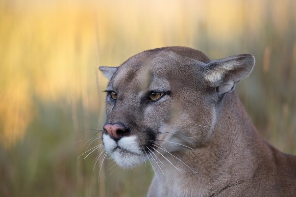 Puma - Mountain lion (Puma concolor)