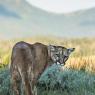 Puma - Mountain lion (Puma concolor)