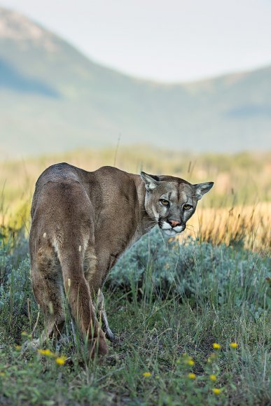 Puma - Mountain lion (Puma concolor)