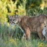 Puma - Mountain lion (Puma concolor)