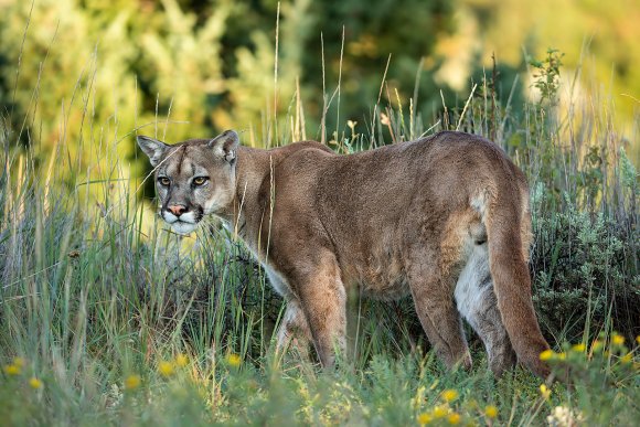 Puma - Mountain lion (Puma concolor)