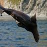 Leone marino di Steller - Steller sea lion (Eumetopias jubatus)