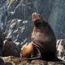 Leone marino di Steller - Steller sea lion (Eumetopias jubatus)