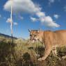 Puma - Mountain lion (Puma concolor)