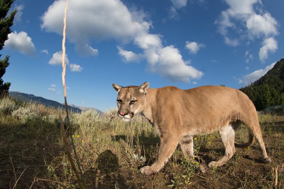 Puma - Mountain lion (Puma concolor)